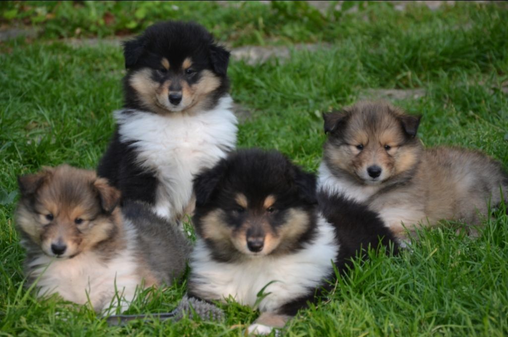 Chiots colley disponible 