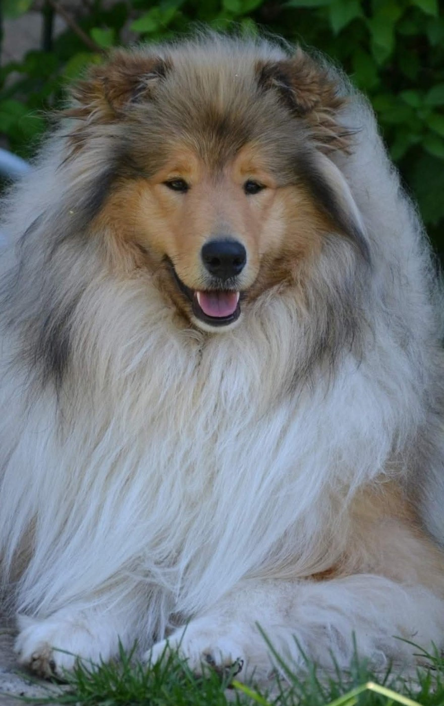 mariage 2026 chiots esperé fin février