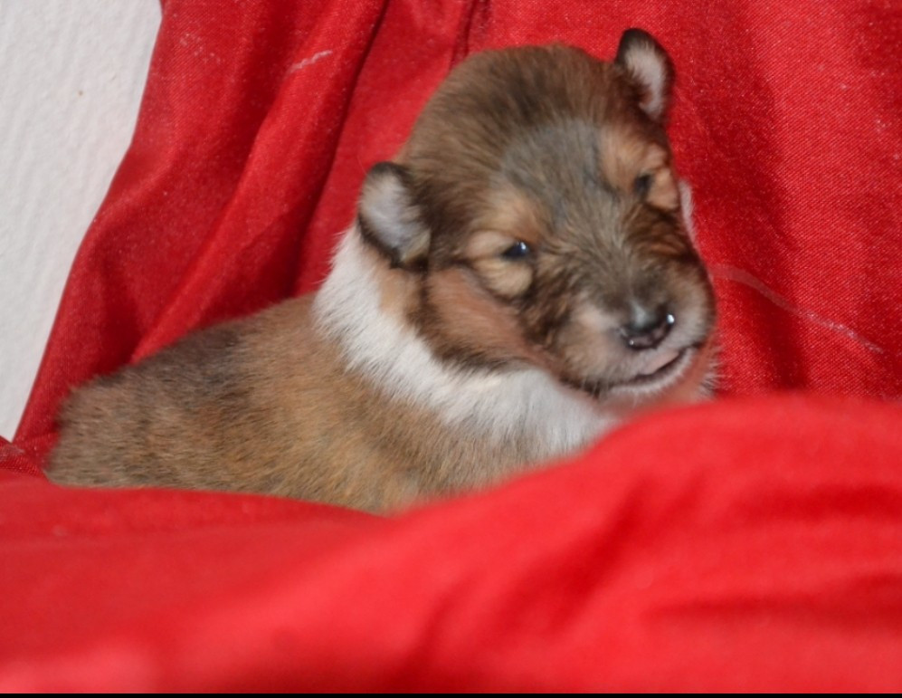 A réserver chiot colley lof