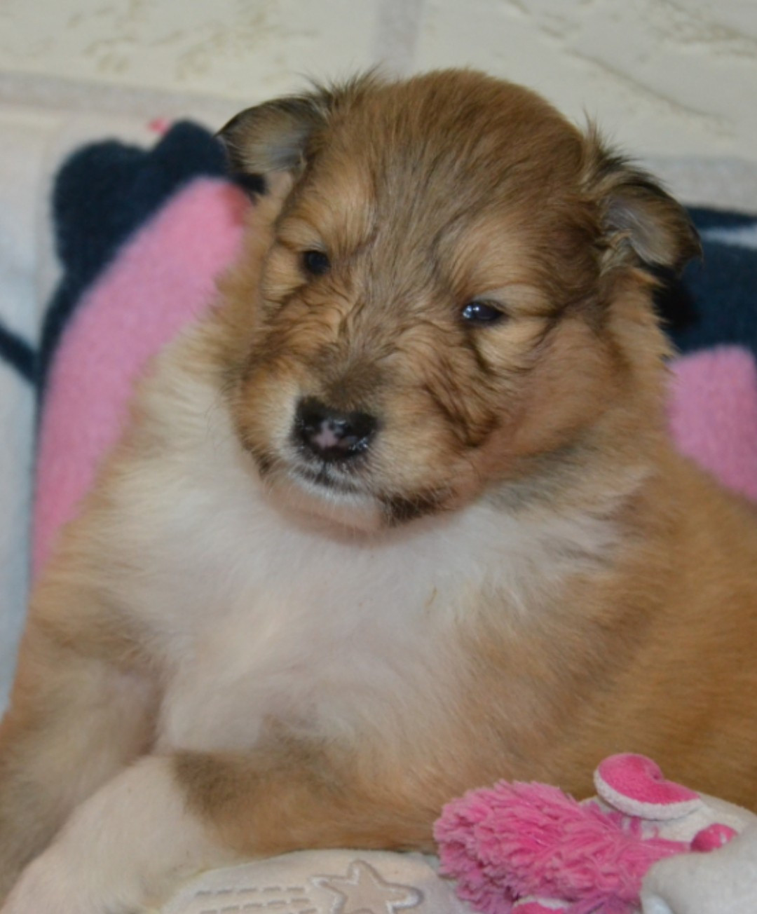 A réserver chiot colley lof