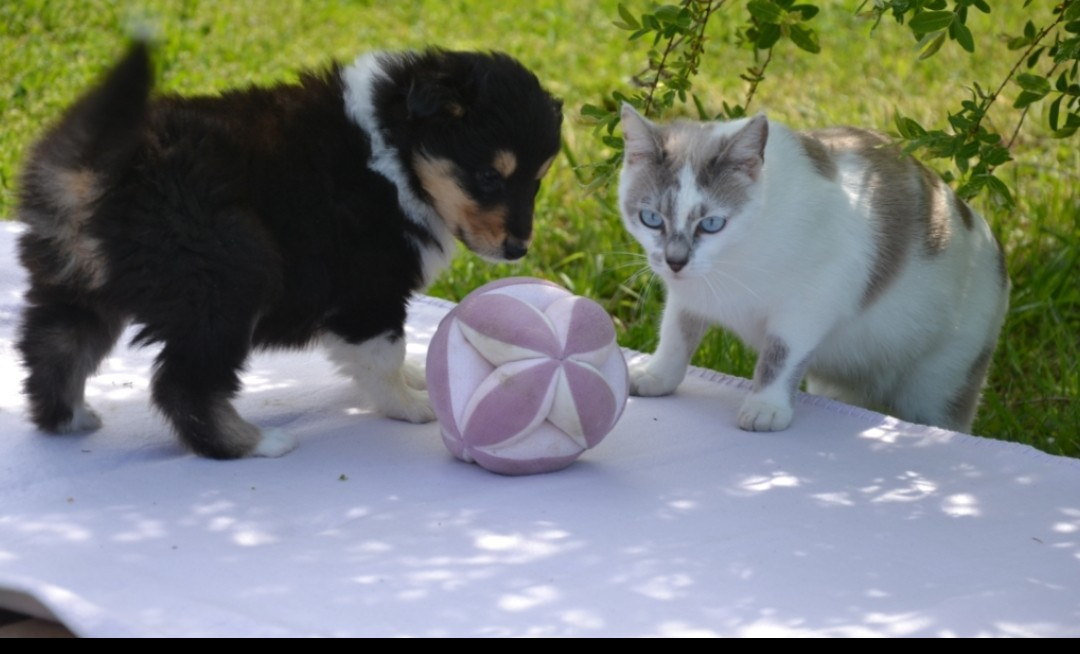 A réserver chiot colley lof