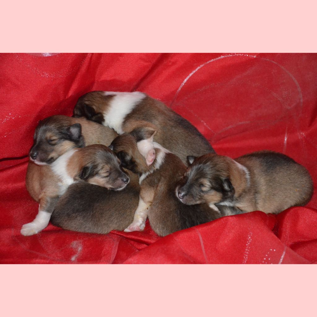   Chiots Colleys disponibles fin juin 2025 