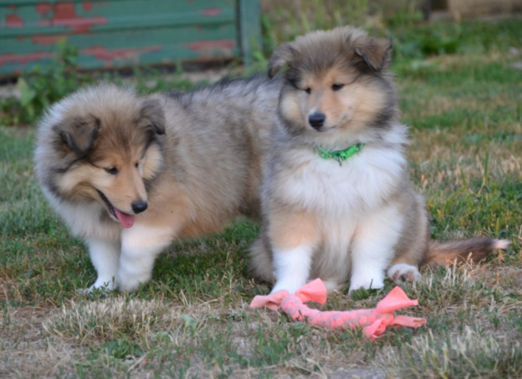 De L'Odyssée D'Arcadia - Chiots colley disponible de suite