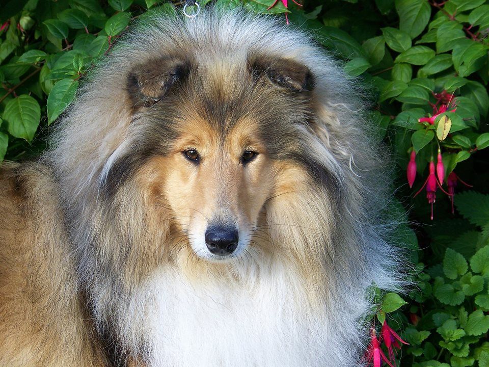 Lassie dit " Loona "