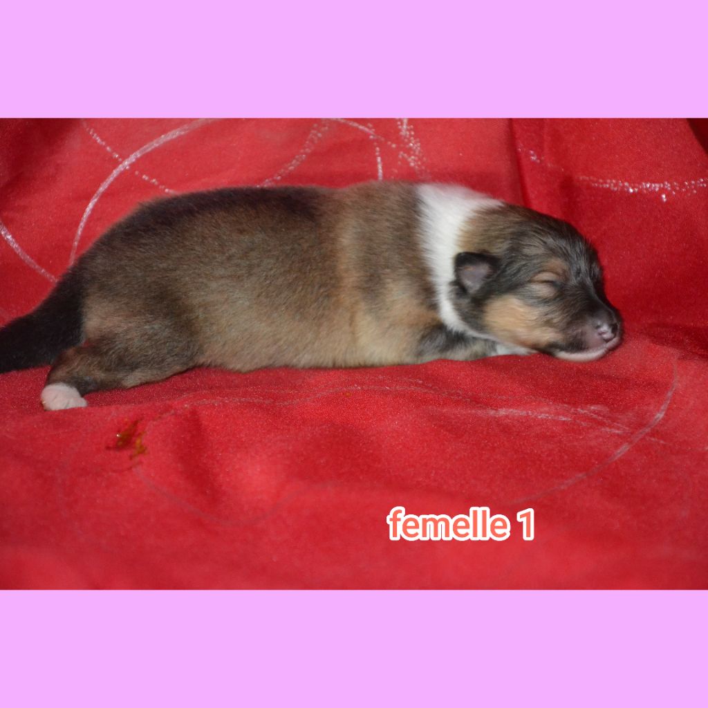De L'Odyssée D'Arcadia - Chiots disponibles - Colley à poil long
