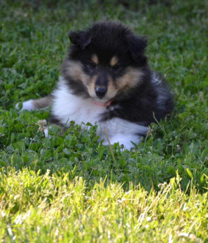 De L'Odyssée D'Arcadia - Chiots disponibles - Colley à poil long