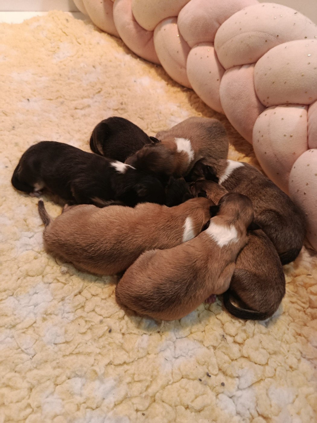 Chiot Colley à poil long De L'Odyssée D'Arcadia