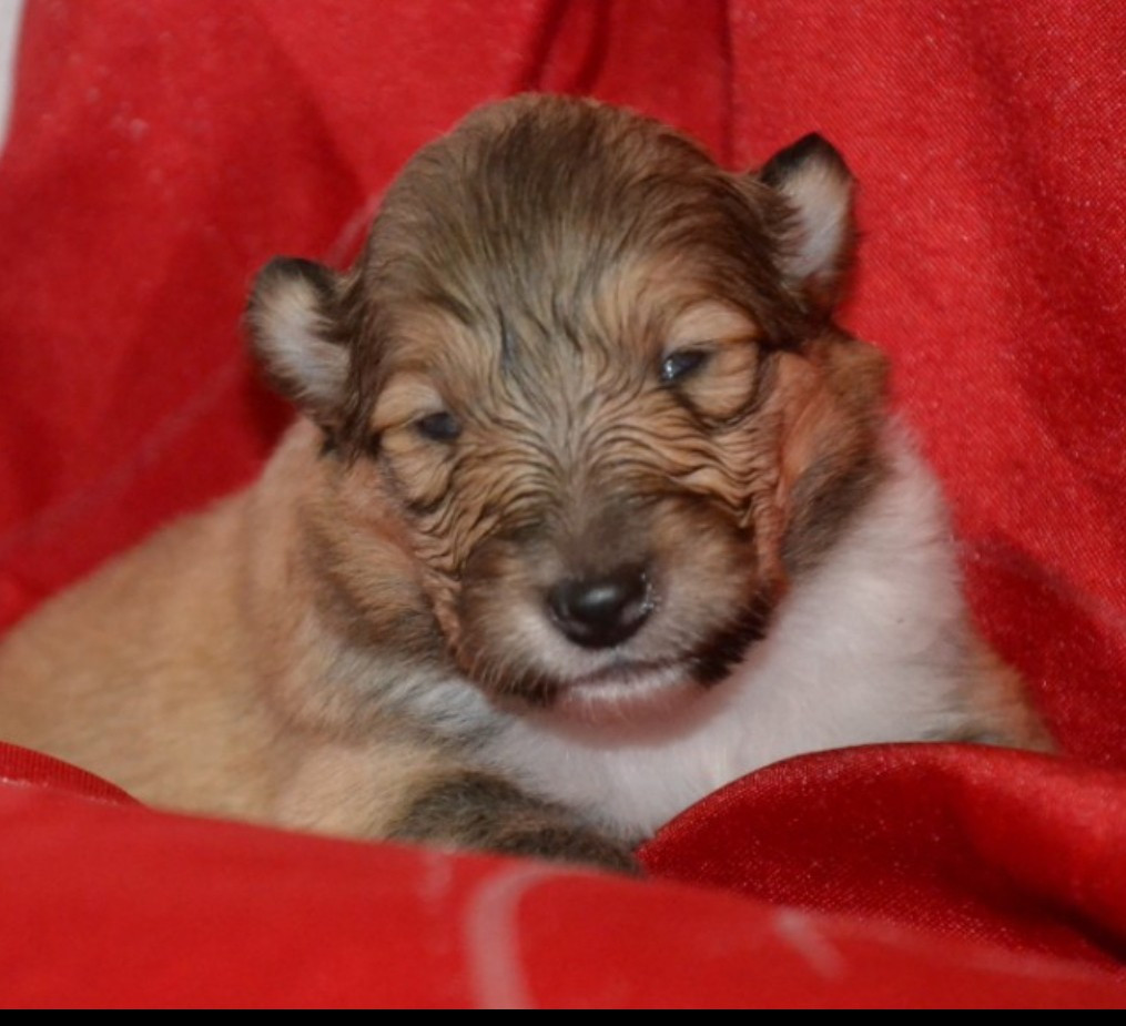 De L'Odyssée D'Arcadia - Chiots disponibles - Colley à poil long