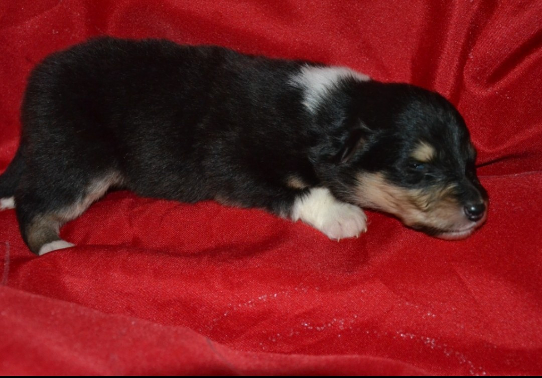 De L'Odyssée D'Arcadia - Chiots disponibles - Colley à poil long