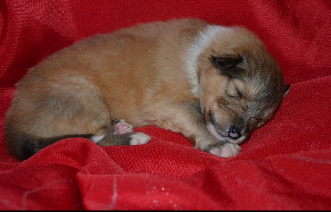 De L'Odyssée D'Arcadia - Chiots disponibles - Colley à poil long