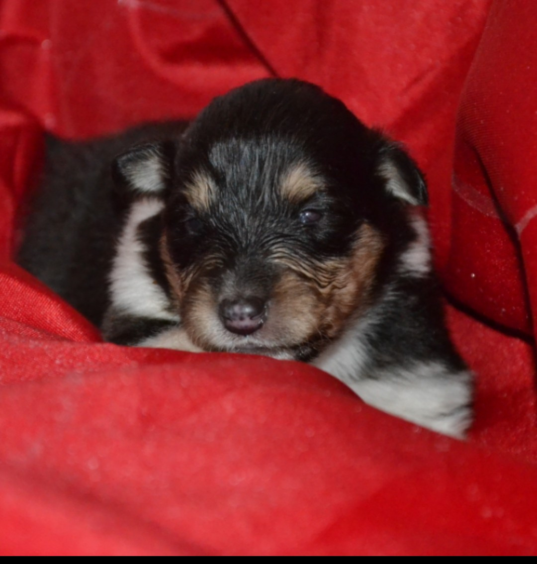 De L'Odyssée D'Arcadia - Chiots disponibles - Colley à poil long