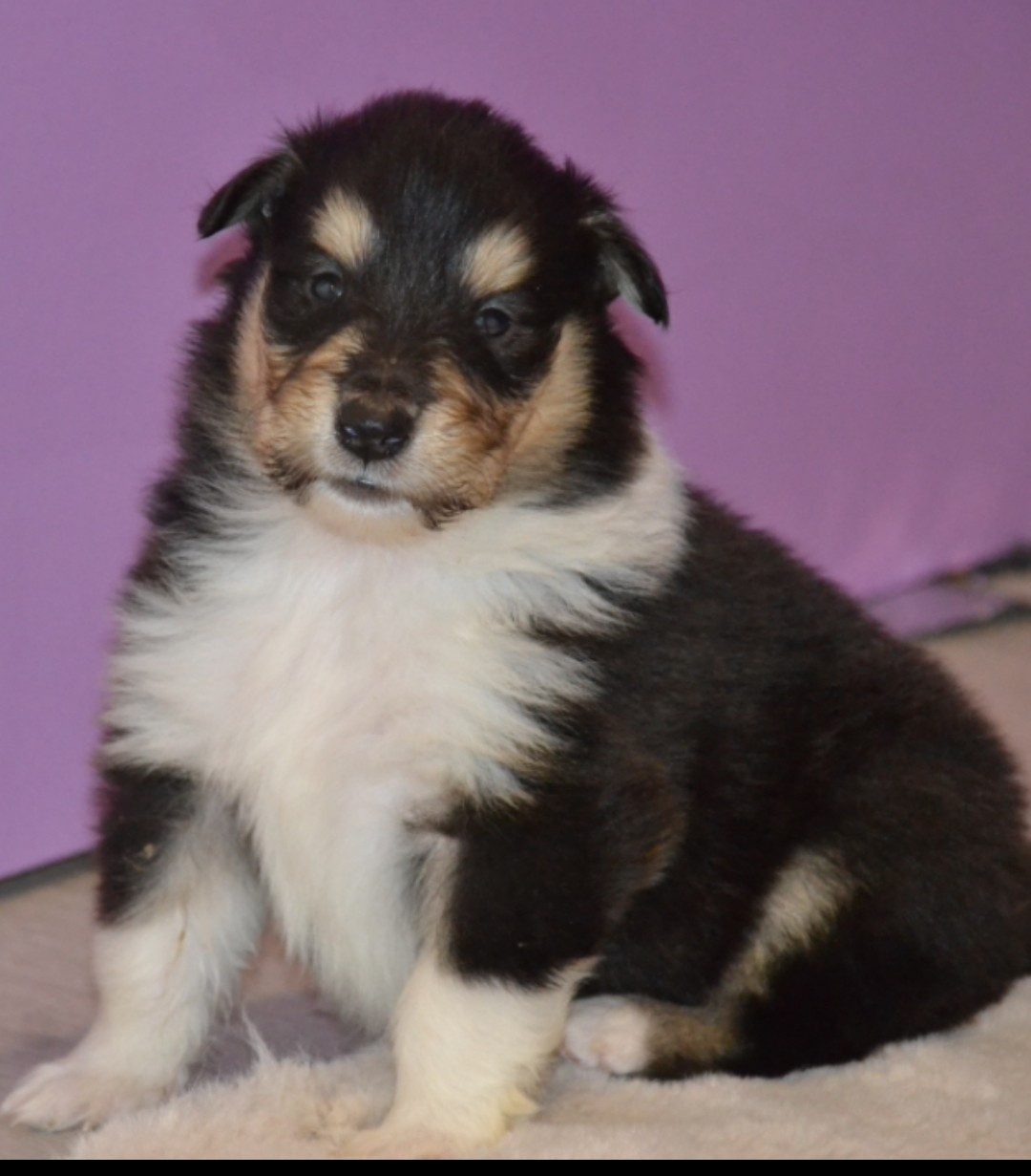 De L'Odyssée D'Arcadia - Chiots disponibles - Colley à poil long