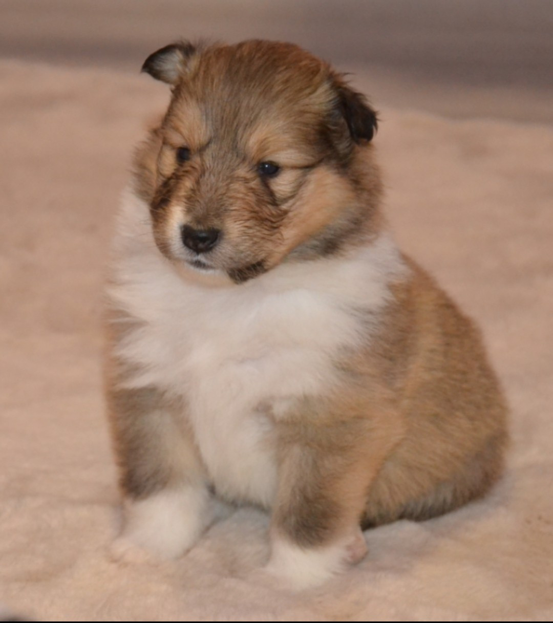 De L'Odyssée D'Arcadia - Chiots disponibles - Colley à poil long