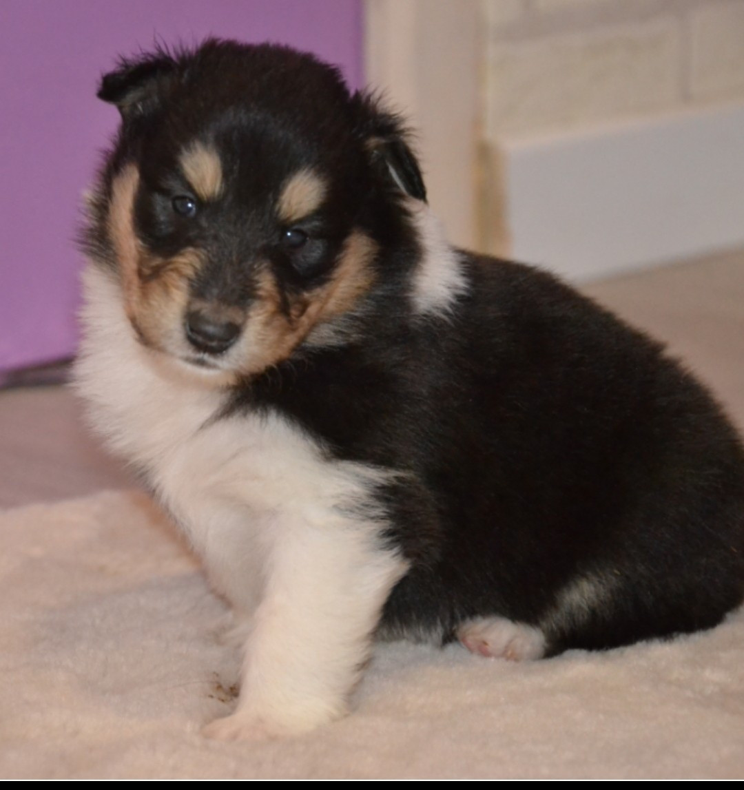 De L'Odyssée D'Arcadia - Chiots disponibles - Colley à poil long