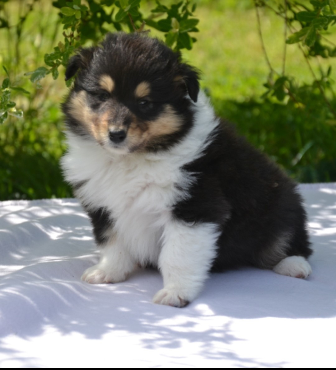 De L'Odyssée D'Arcadia - Chiots disponibles - Colley à poil long