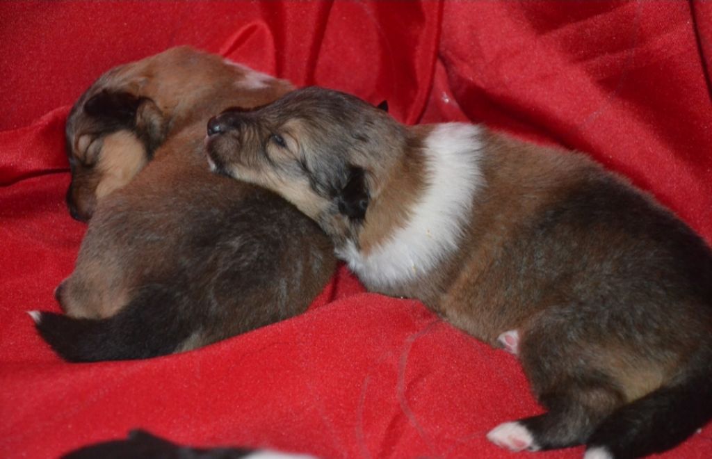Chiot Colley à poil long De L'Odyssée D'Arcadia