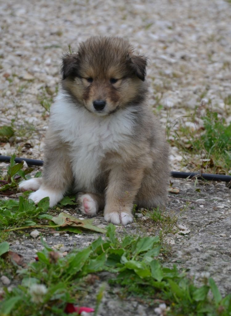 De L'Odyssée D'Arcadia - Chiots disponibles - Colley à poil long