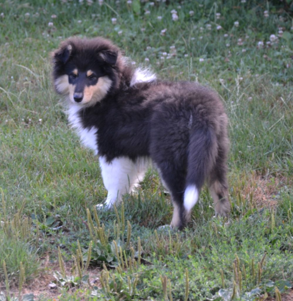 De L'Odyssée D'Arcadia - Chiots disponibles - Colley à poil long
