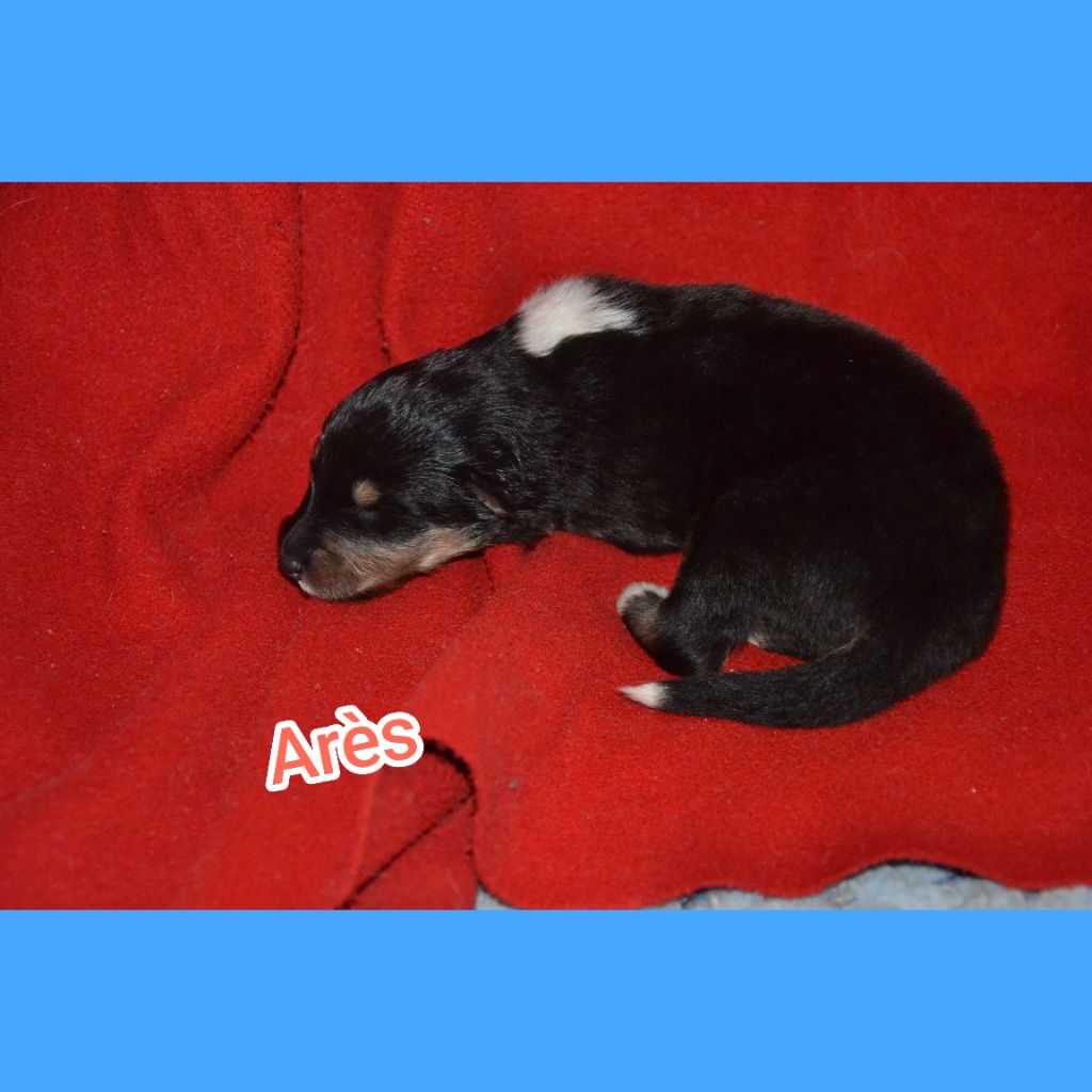 De L'Odyssée D'Arcadia - Chiots disponibles - Colley à poil long