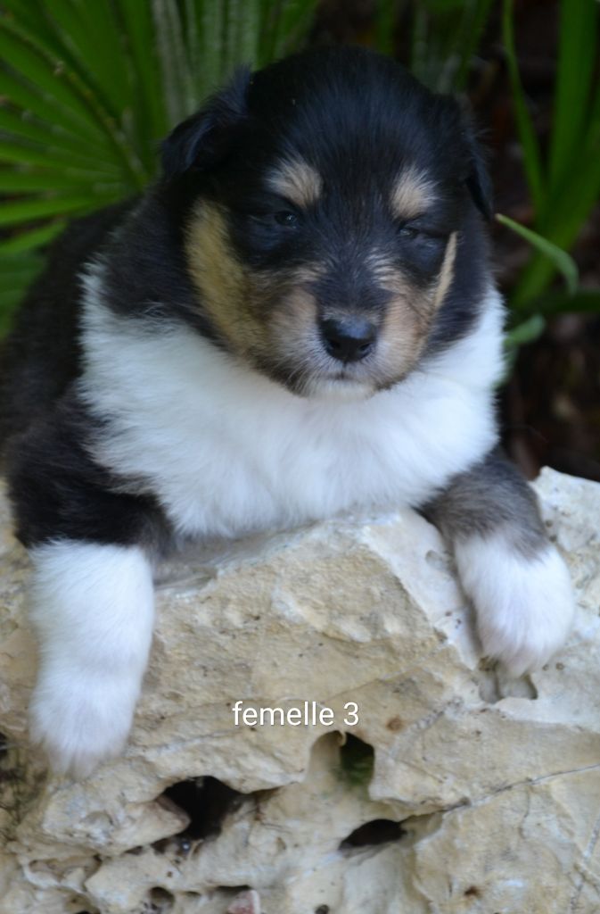 De L'Odyssée D'Arcadia - Chiots disponibles - Colley à poil long