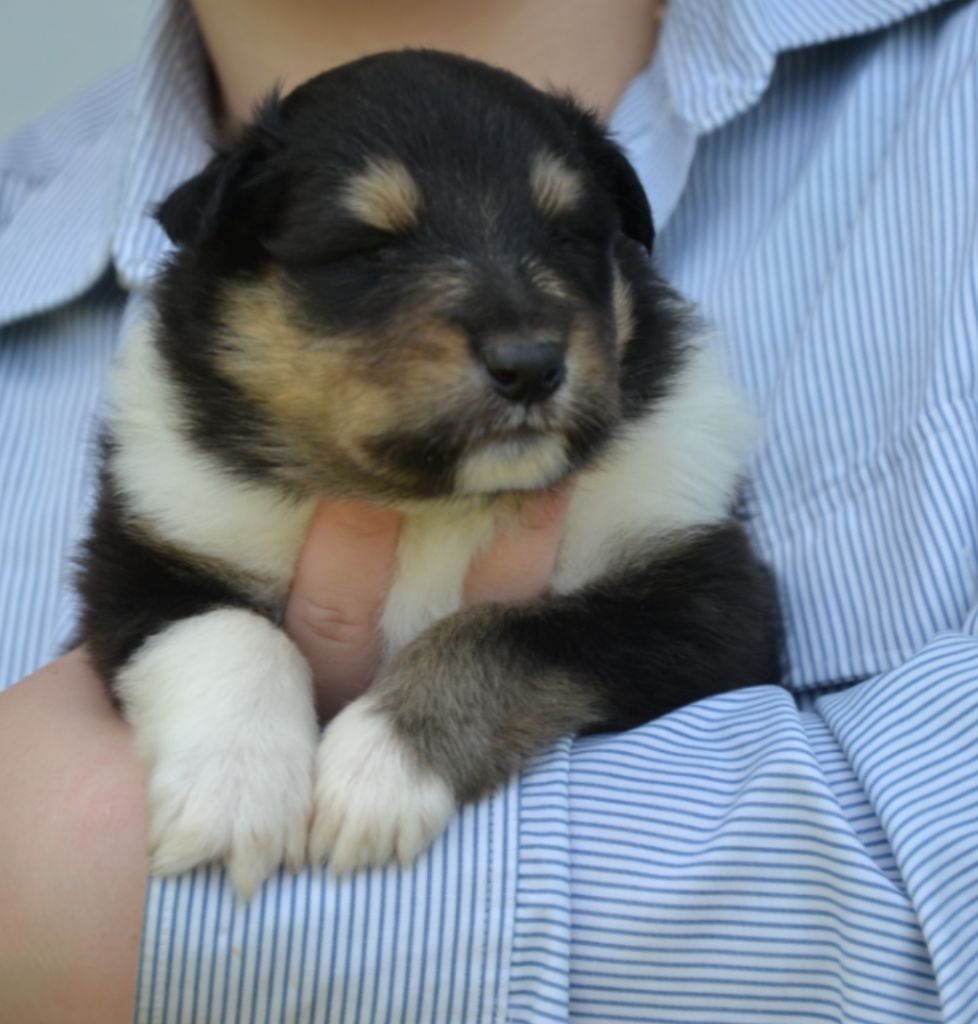 De L'Odyssée D'Arcadia - Chiots disponibles - Colley à poil long