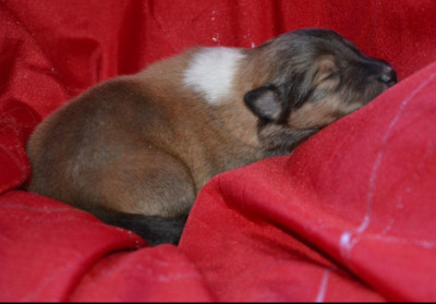 Bradley De l'odyssée d'Arcadia