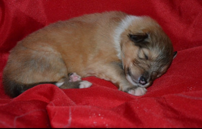 Brat De l'odyssée d'Arcadia