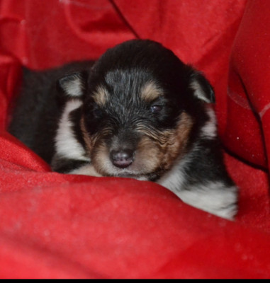 Belle brune De l'odyssée d'Arcadia