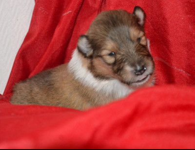 Bonnie De l'odyssée d'Arcadia