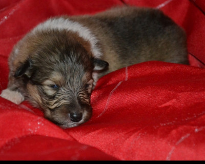 Brandy De l'odyssée d'Arcadia