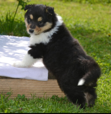 Benji De l'odyssée d'Arcadia
