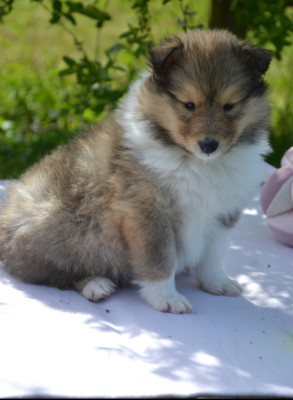 Belle blonde de l'odyssée d'Arcadia dit Bella