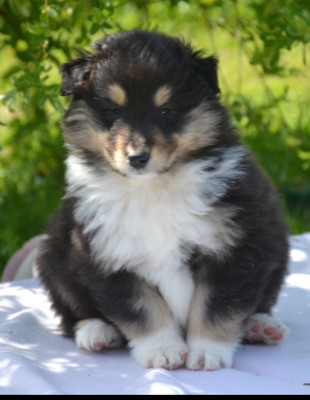 Baloo De l'odyssée d'Arcadia