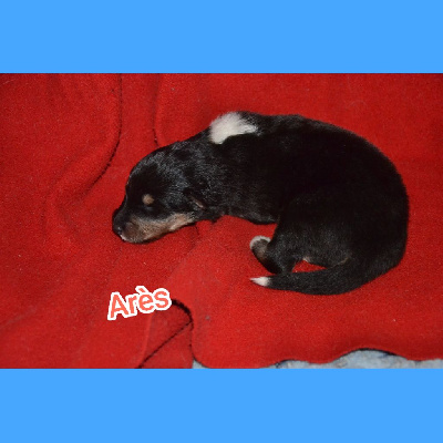 Ares. De l'Odyssée d'Arcadia 