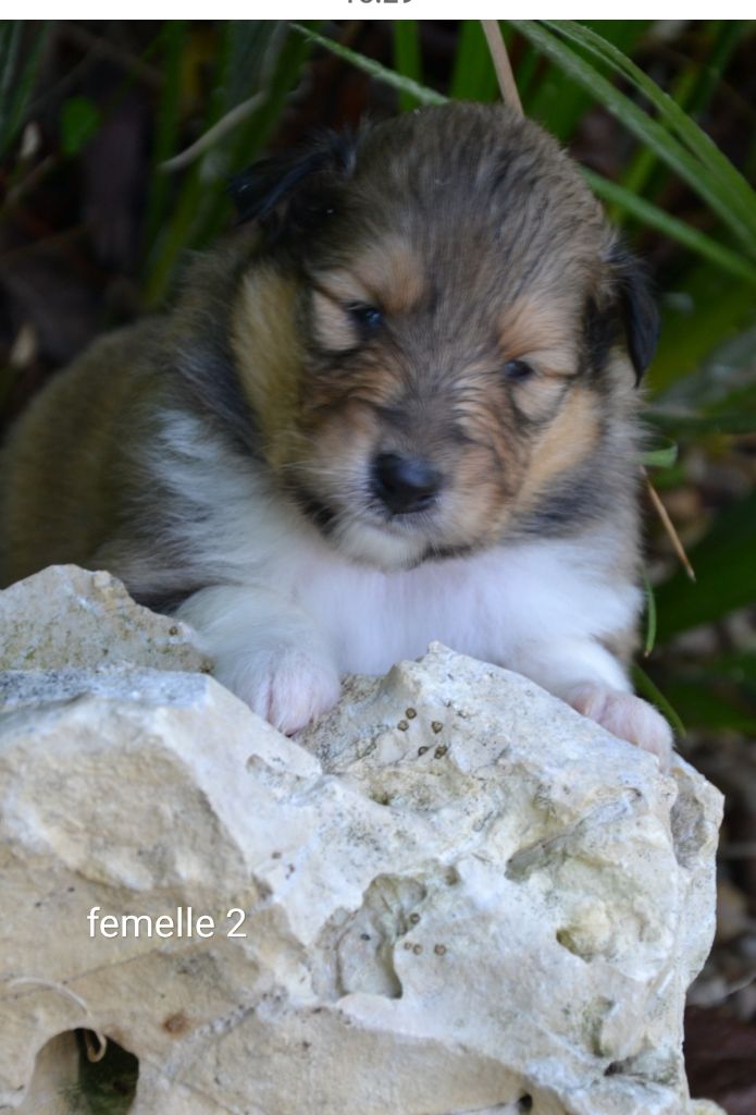 De L'Odyssée D'Arcadia - Chiots disponibles - Colley à poil long