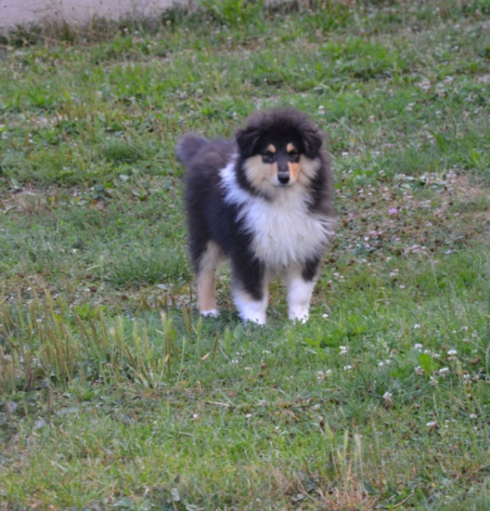 De L'Odyssée D'Arcadia - Chiots disponibles - Colley à poil long