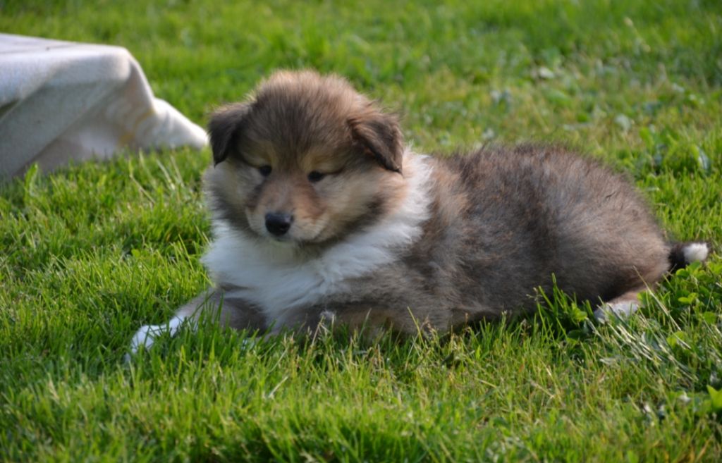 De L'Odyssée D'Arcadia - Chiots disponibles - Colley à poil long